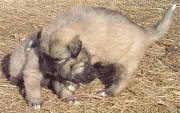2007 Pup 11.jpg