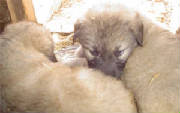 2007 Pup 2.jpg