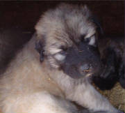 2007 Pup 6.jpg