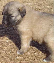 2007 Pup 7.jpg