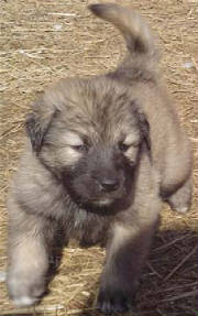 2007 Pup 8.jpg